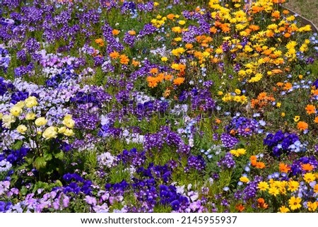 Colorful and various spring flowers are blooming