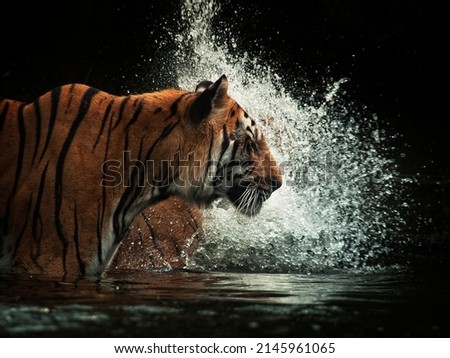 The portrait of "Bengal Tiger"
