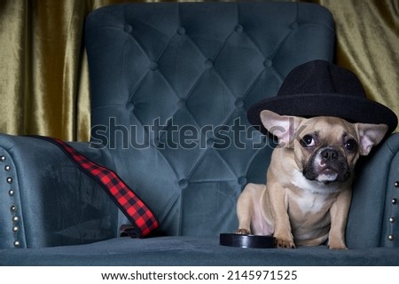 Dog detective breed French Bulldog lies in a cap and with a magnifying glass in the corner of a cozy armchair in the living room. Studio photography.