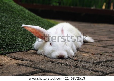 white cute rabbit relaxing on the ground.