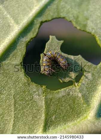 selected focus shot of the beautiful Caterpillar. animals, fauna, insects, macro photography