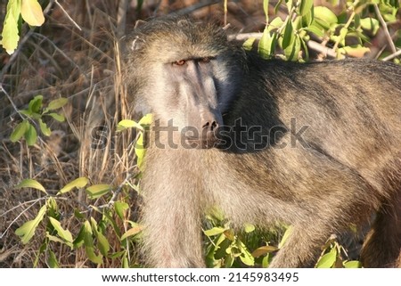 Photo of South African primates