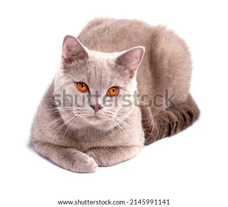 portrait of a lilac beautiful Scottish cat on a white background, isolated image, beautiful domestic cats, cats in the house, pets