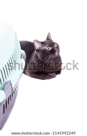 ready for transportation Scottish black cat lies next to a cat carrier, isolated image, beautiful domestic cats, cats in the house, pets, a trip to the vet, a trip with an animal