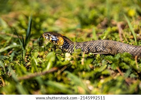 Common grass non-venomous snake on a grass field in the sun. Snakes black tongue is out. Macro shot of a snake. High quality photo