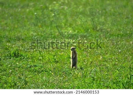 Long-tailed Siberian ground squirrel (UrocitellusCitellus undulatus) feeds on grass, meadows of Altai Mountains. Uniform length of the grass. These herbivores harm pastures Royalty-Free Stock Photo #2146000153