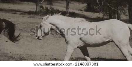 Old vintage style western image of horse running in sepia monochrome, ranch nostalgia. Royalty-Free Stock Photo #2146007381