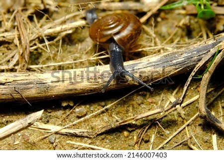 Close-up of snail on the ground.ฺBlur picture