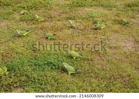 Flock of rose-ringed parakeet on the grass