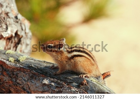 Siberian chipmunk on a tree in summer