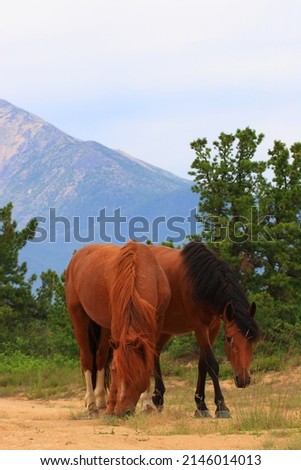 A pair of horses grazing on the background of mountains