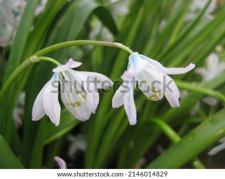 macro photo with decorative floral background of white spring flowers for garden landscape design as a source for prints, posters, decor, wallpaper, advertising, interiors, decoration
