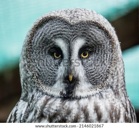 picture of owl sitting in a place