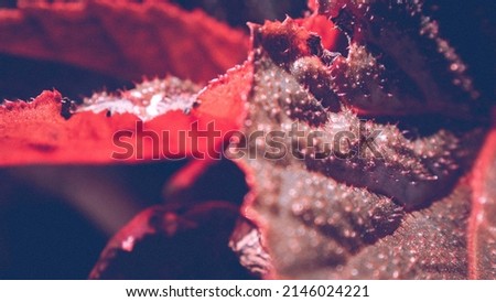 close-up view. begonia flower with a defocused effect.Use for background or background in business concept