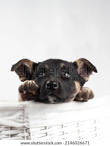 Cute little puppy  in a basket shows his paws.