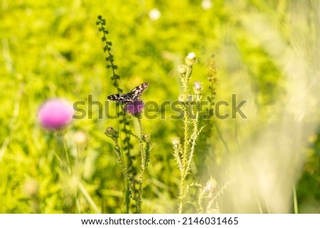 Butterfly with closed wings on a flower. High quality photo. Selective focus