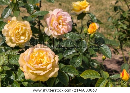 rose bush, yellow, fresh beautiful roses on a summer day in the botanical garden