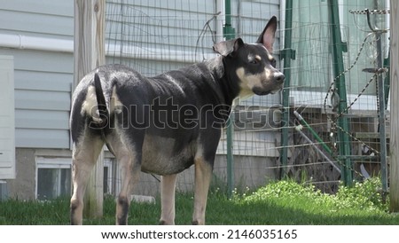 Mixed Breed Dog Exploring Outside Royalty-Free Stock Photo #2146035165