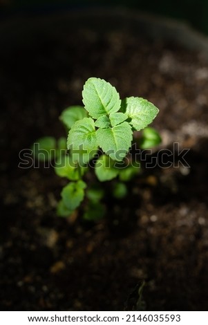 young green sprout grows in the ground on a dark background, close-up
