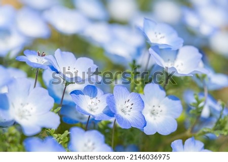 Blooming blue nemophila flowers in fresh spring, Hitachi Seaside Park in Ibaraki Prefecture in Japan, Nobody Royalty-Free Stock Photo #2146036975