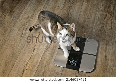Cute tabby cat gets on the body weight scale.