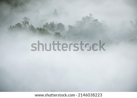 Foggy forest atmosphere in the early morning