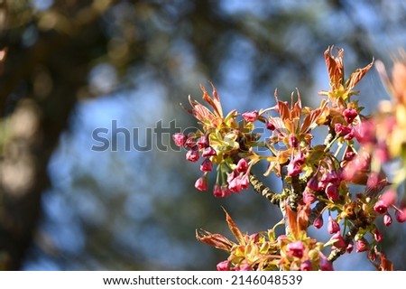 Ungnadia speciosa (Mexican buckeye). Mexican-buckeye, an 8-12 ft., deciduous tree, can reach 30 ft. in height. It is often multi-trunk Royalty-Free Stock Photo #2146048539