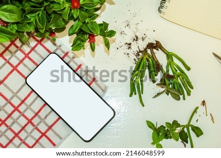 Cell phone next to succulent cuttings waiting to be planted. Gardening