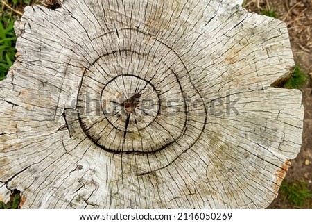 Cracked tree trunk - stock photo