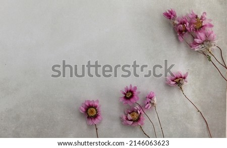 Pink dried flowers, rhodanthe on watercolored textured background, copy space, selective focus,