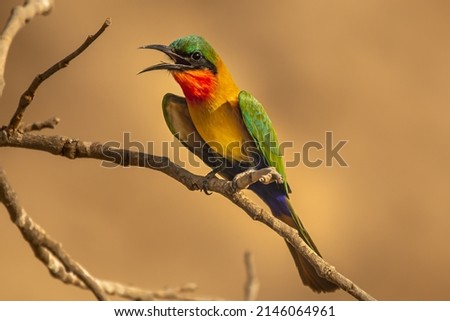 Red-throated bee-eater - Merops bulocki - perched and cooling down with opened beak with yellow background.Photo from  Janjabureh Province in the Gambia