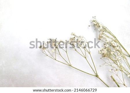 Top view dried gypsum isolated on watercolor paper background, white flower, wedding, copy text space, selective focus, dried flowers Royalty-Free Stock Photo #2146066729