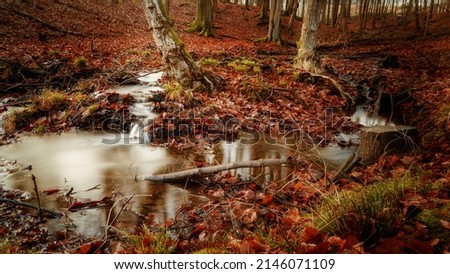 a small river in the forest
