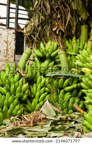 Stack of Fershly Cut Unripe Green Bananas for Sale