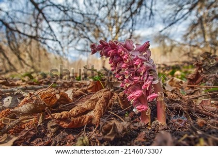 Blooming Lathraea (toothwort) in spring forest. Poisonous parasitic plant in the natural environment Royalty-Free Stock Photo #2146073307