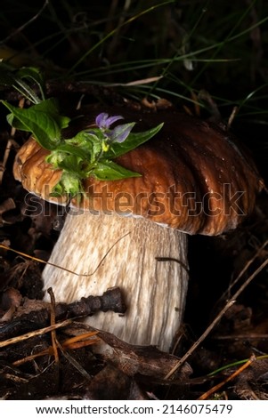 Beautiful banner mushroom boletus edulis in amazing green moss. Background of old magic forest mushrooms. A white mushroom on a sunny day.