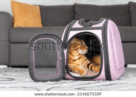 Bengal cat is resting in a soft carrier on the floor in the room. Royalty-Free Stock Photo #2146075509