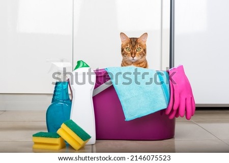 Cleaning products and tools on the floor. The cat looks out of the bucket. Cleaning concept Royalty-Free Stock Photo #2146075523