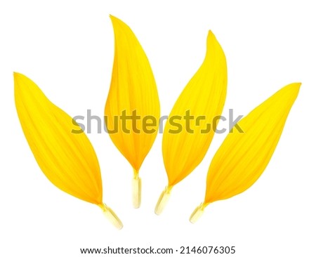 Petals of sunflower isolated on a white background. Yellow petals. Royalty-Free Stock Photo #2146076305