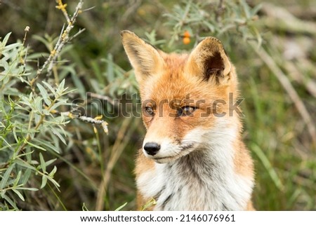 Red Fox Face Close Up in A Nature Background