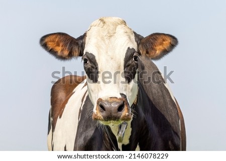 Cow with eye patch, dark brown and white front view looking, medium head shot, friendly expression