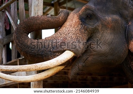One of wildlifes giants. Closeup of an Asian elephant in captivity.