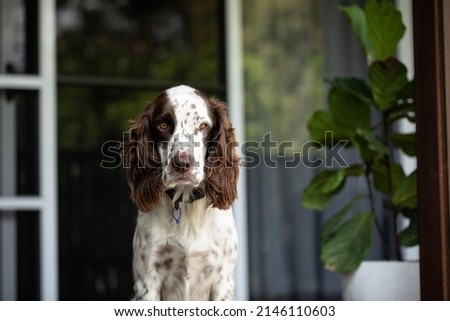 Relaxed Springer Spaniel sitting on porch of house Royalty-Free Stock Photo #2146110603