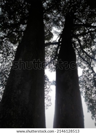 defocused background of two large towering trees.
