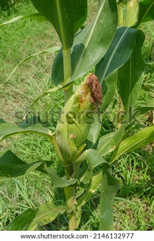 Corn cob in a corn plantation. Main focus is on the corncob. Young and green corn field during the summer. Concept of agriculture, produce, maize and farming