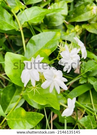 Beautiful fresh jasmine flowers are blooming among the green leaves in the garden on a sunny day.So lovely and smell good with the good meaning and popular to use for offer to pray to the buddha