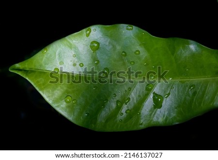 Large green leaf with dew droplets. Selective focus. Drops of clean transparent water on green leaf.. Sun glare on tip of leaf