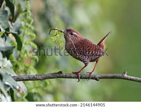 Portrait of a tiny eurasian wren (Troglodytes troglodytes) building its nest in the forest. Small wild garden bird carrying moss and sticks in its beak. Cute bird in nature in Lugo, Spain. Royalty-Free Stock Photo #2146144905