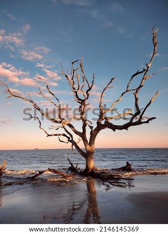 Tree in Driftwood Beach Jekyll island Georgia Royalty-Free Stock Photo #2146145369