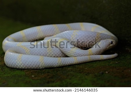 Beauty of a king snake (Lampropeltis sp) with a white base and yellow variations.